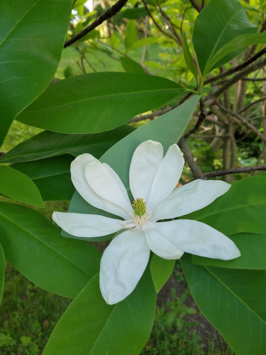 x thompsoniana Cairn Croft